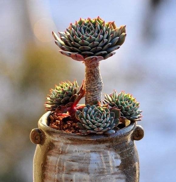 多肉长成树开花怎么办,多肉水桩变老桩杆子会变细吗