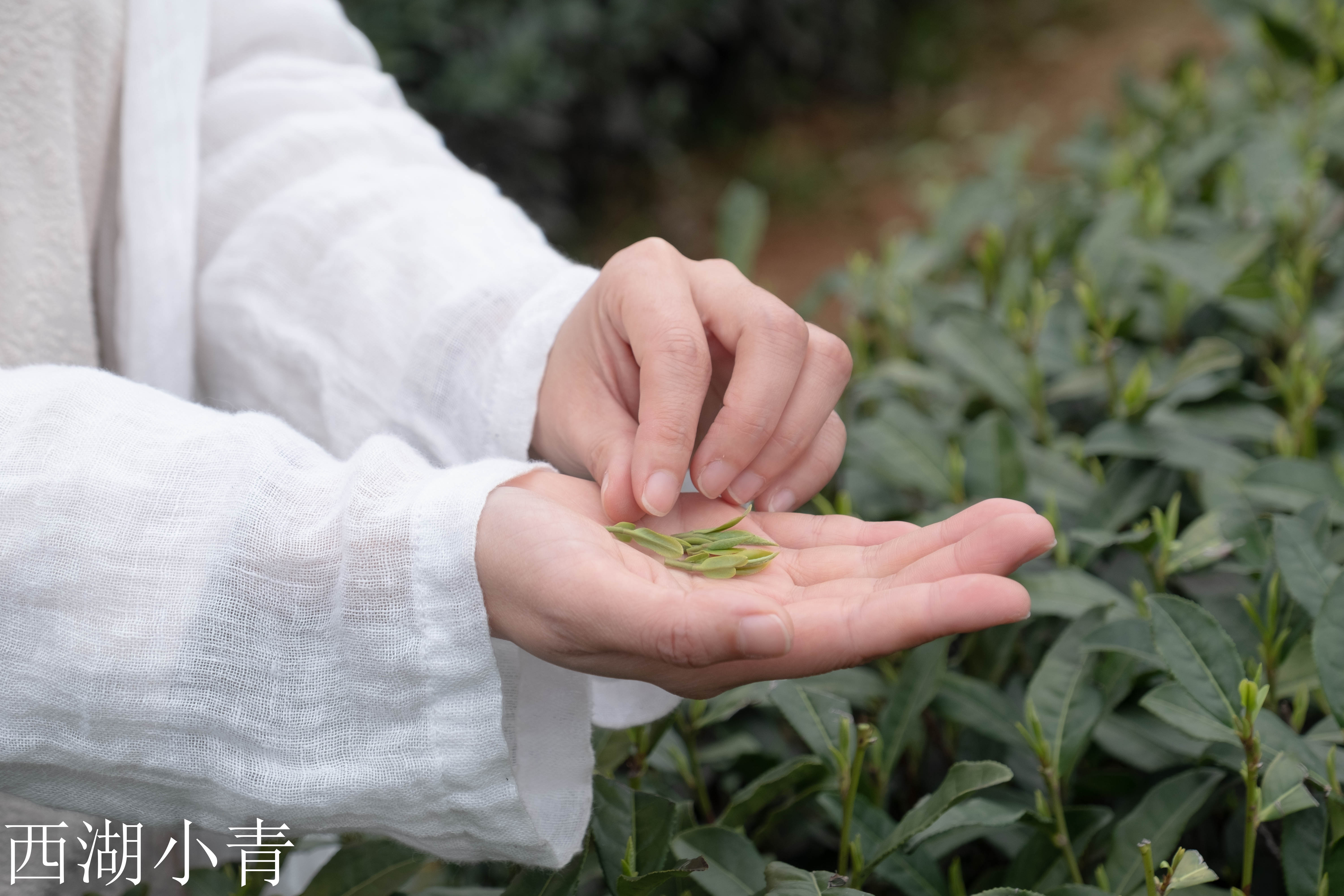 西湖龙井春茶季,龙井茶西湖明前春茶