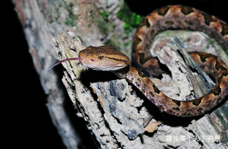 蛇为什么不怕饿,蛇为什么生命力这么强
