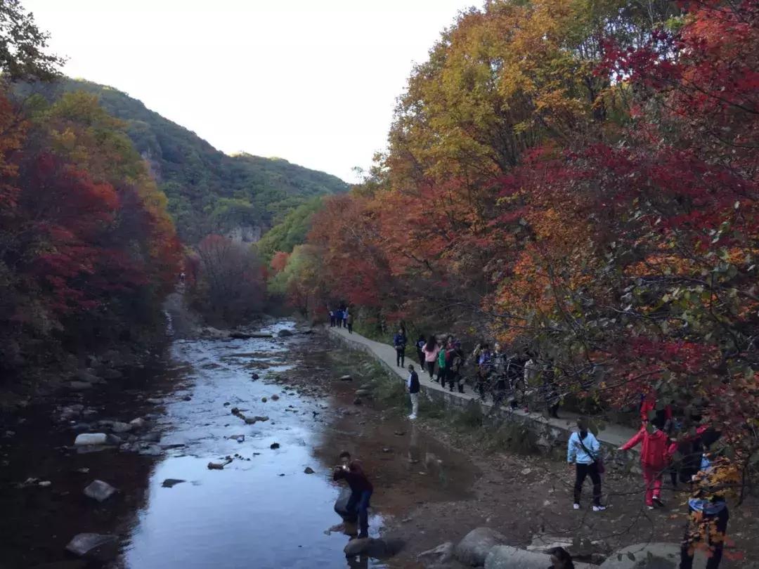 秋天来本溪赏枫叶,醉美枫叶季