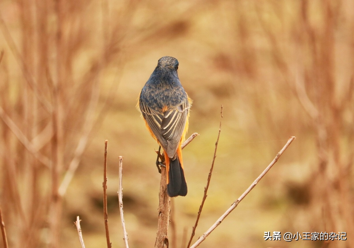 国际爱鸟日天桥岭,国际爱鸟日