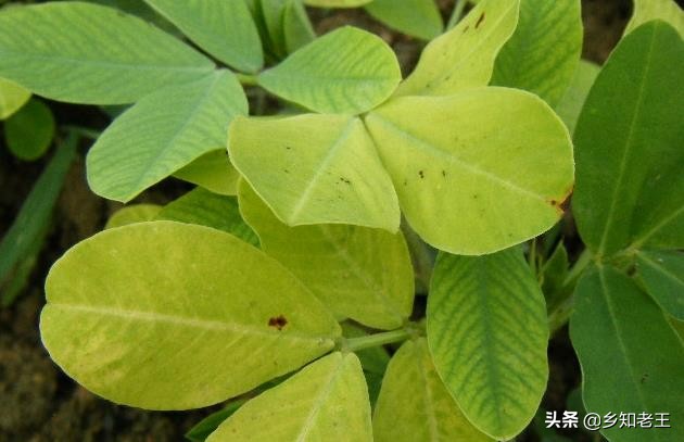 作物缺钼失绿怎么办,瓜类缺钼症的症状