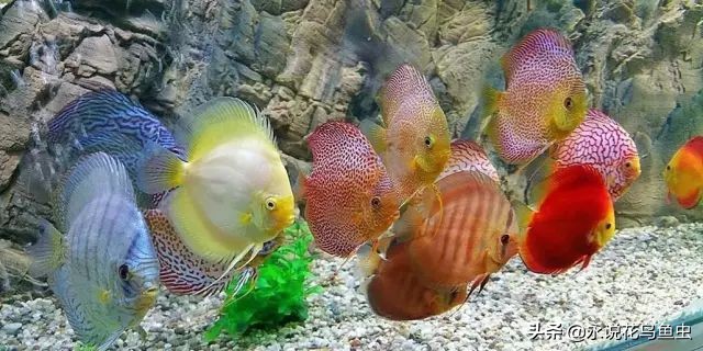 养七彩水质怎样配制成酸性水,七彩繁殖期间能换水吗