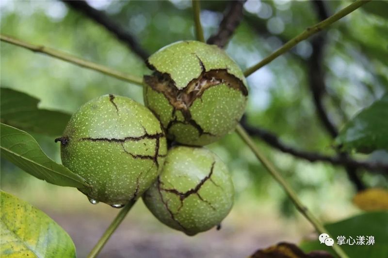 9月份云南有什么好吃水果,云南瓜果飘香有你最爱的吗