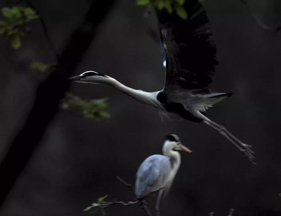 道德经二十二精解及译文,道德经八十章全文及译文