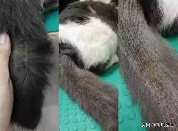 猫咪下巴长了黑头？千万别去抠，那是猫咪患上了毛囊炎的症状