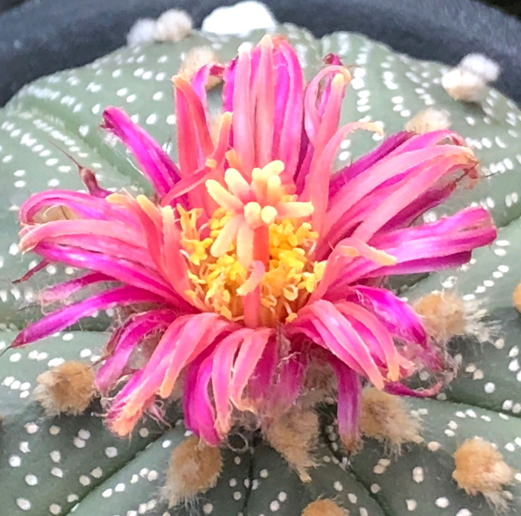 仙人球爆盆怎么办,仙人球炸裂开口有影响吗