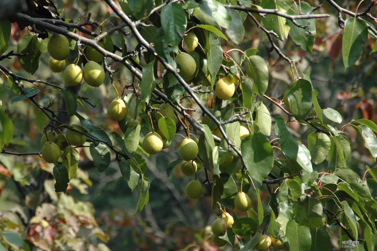 大山深处发现一种野生果实,农村有一种野生果叫灯笼果