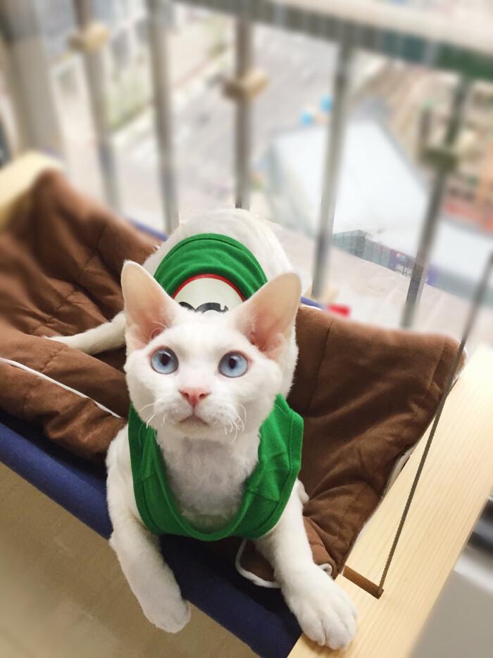 小奶猫什么时候可以不用保暖,除了无毛猫还有什么猫最丑