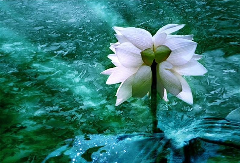 广州恒大莲花足球场,广州恒大足球场建造图