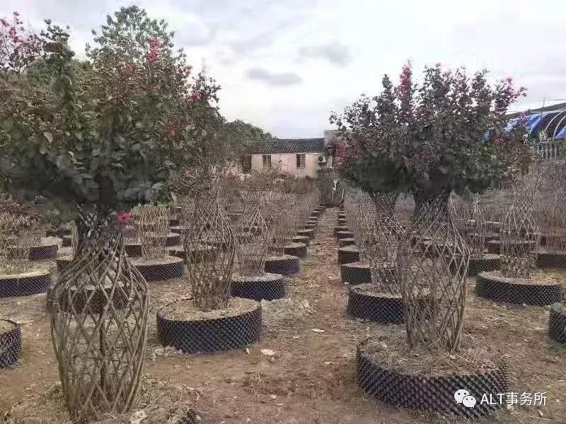 天鹅绒紫薇花烂漫,花争艳