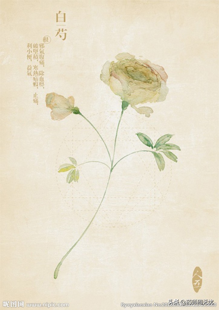 白芍白话怎么说,中医实战笔记中药白芍