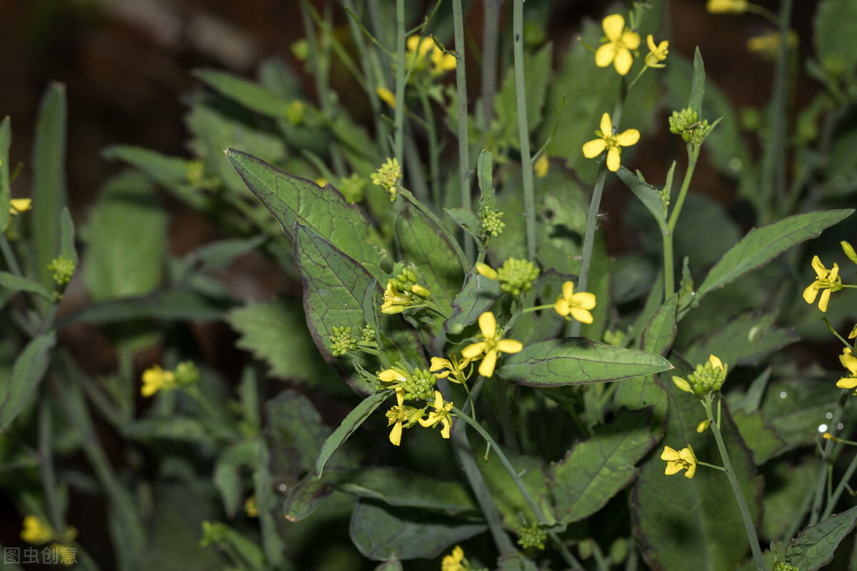 荠菜的最佳搭配功效,荠菜对肺有好处吗
