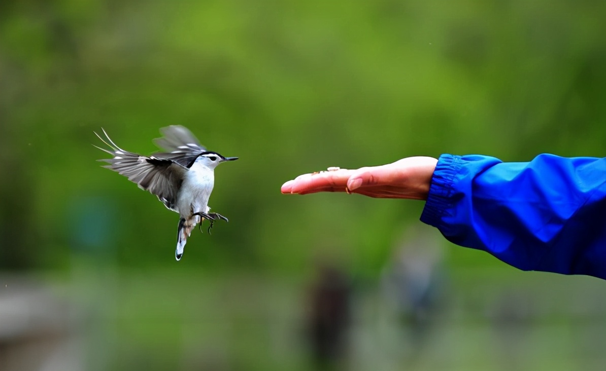骑手跑腿代买怎么操作,骑手跑腿买七道菜只有一道是正品