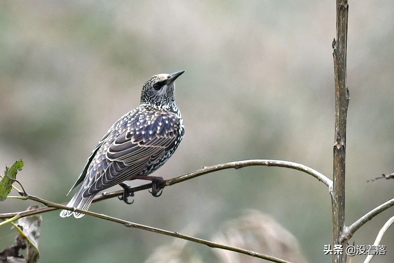 「10.13」北京沙河观鸟日记：收获长尾山椒鸟与中华攀雀