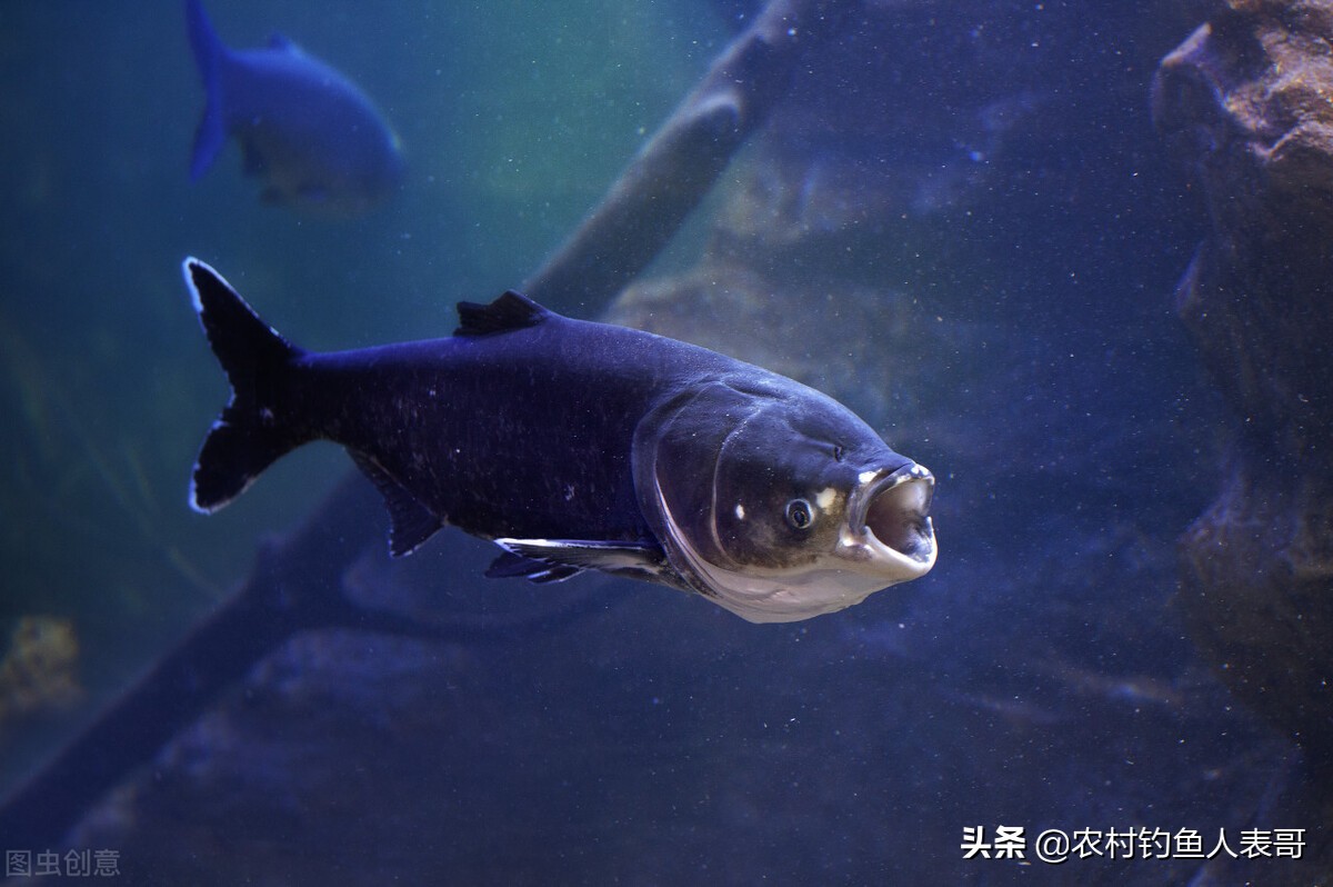 夏天鱼难钓的方法,夏季老钓位鱼怎么钓
