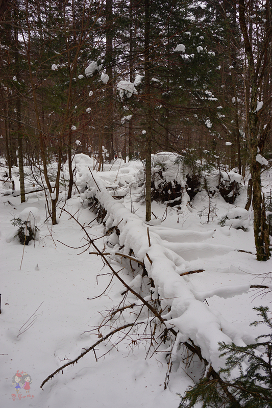 冬季旅游好去处排行榜不看雪,林海雪原旅游景区
