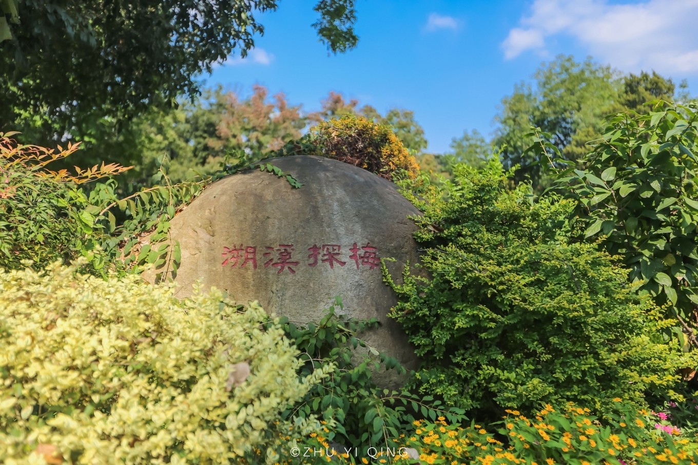 无锡梅园不只能赏梅，初秋近万亩百合花海盛放，小姐姐直呼太美了
