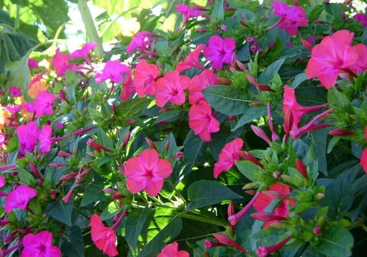 蓝紫色花系植物,蓝紫色系花境植物