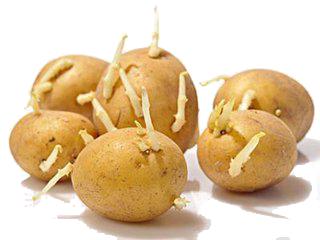 怀孕期间不能吃的十种食物,怀孕期间该忌口的食物有哪些