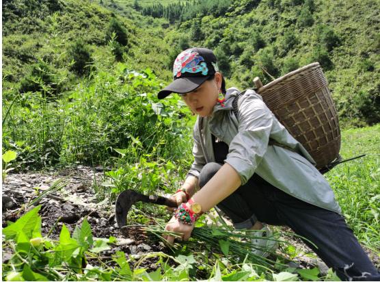 “立德明道济世惠民”苗医传人万国英端午寻药