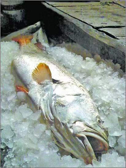 产地在中国的顶级食材,推荐给你这些中国产的名贵食材