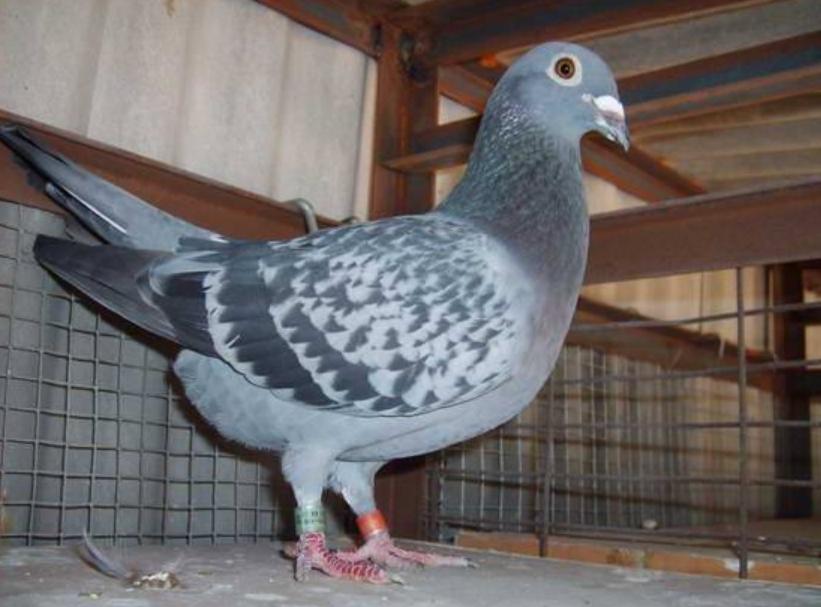 鸽子羽飞虱怎么治,鸽子羽虱怎么去除最快