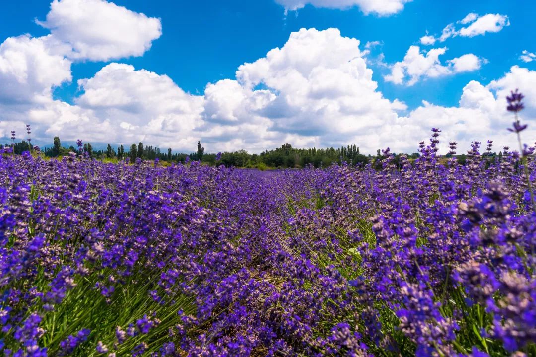 六月的北疆哪些地方值得去,六月的北疆解说