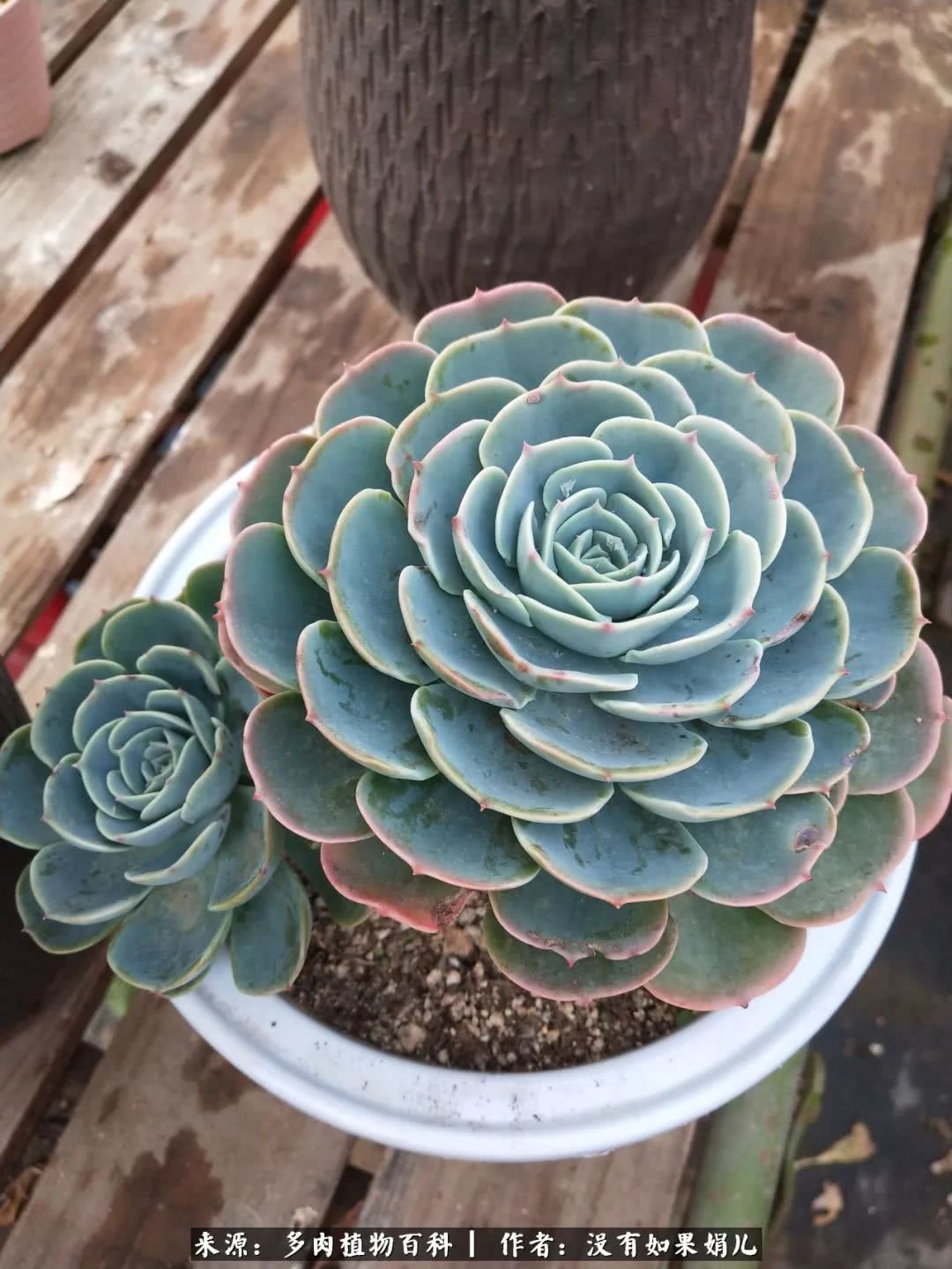 明人不说暗话，我为多肉而来！