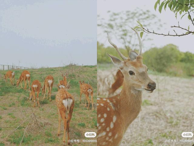 美美美!余杭七大花海组团来袭,遍地繁花好似人间仙境