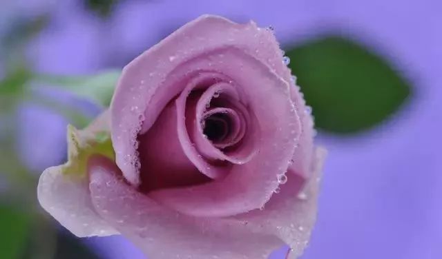 一万年一次的2020520;一起认识100种玫瑰~别送错啊