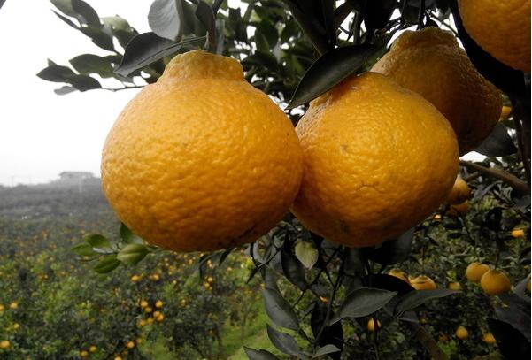 丑橘的食用方法,如何做到丑橘里是沙糖桔