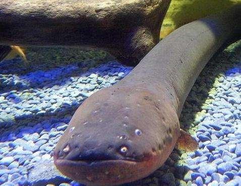 为什么电鳗放电不会电死自己,电鳗能电死一头牛是真的吗