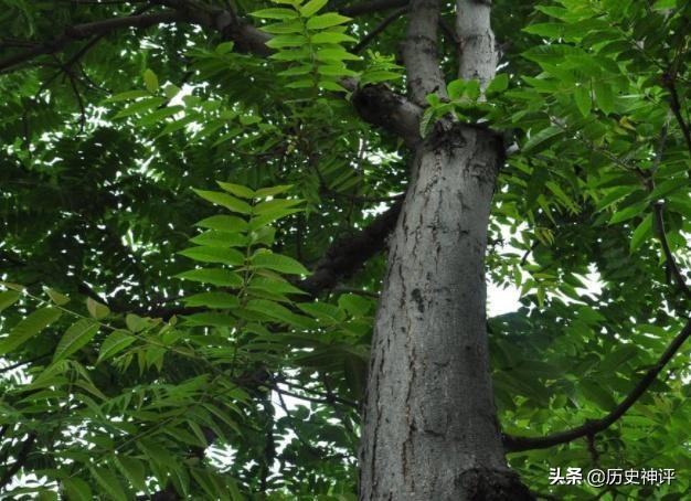 香椿长过屋的说法,香椿过屋是什么预兆