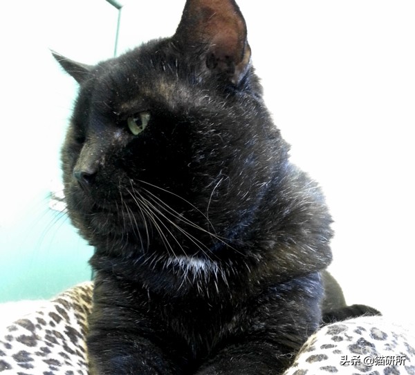 我家猫为什么莫名其妙的死了,我家猫为何越来越瘦