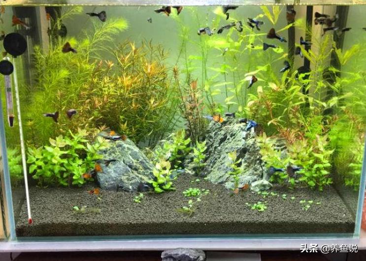 鱼缸长青苔到底好不好呢,鱼缸长青苔水藻怎么办