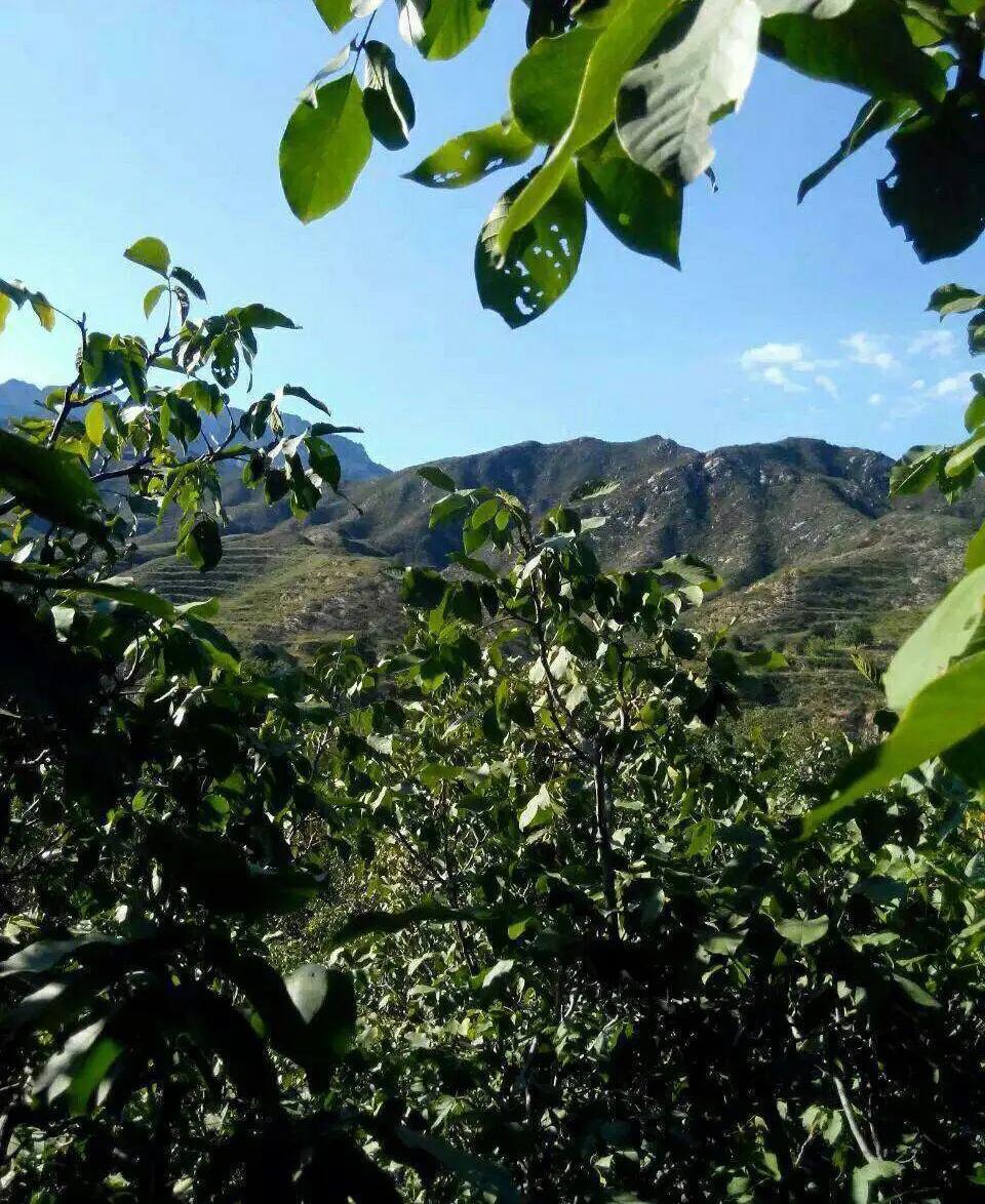 植物百科知识大全儿童,植物百科app