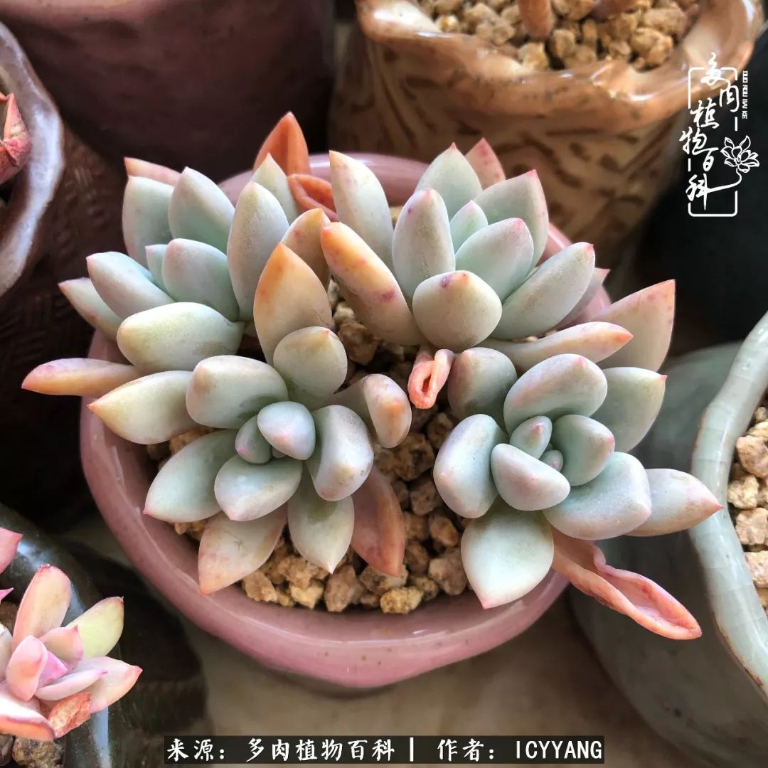 室内阳台多肉的养护方法,景天多肉养护