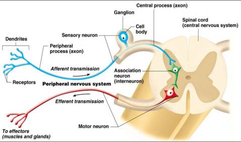 什么是生物电,什么是生物电及原理