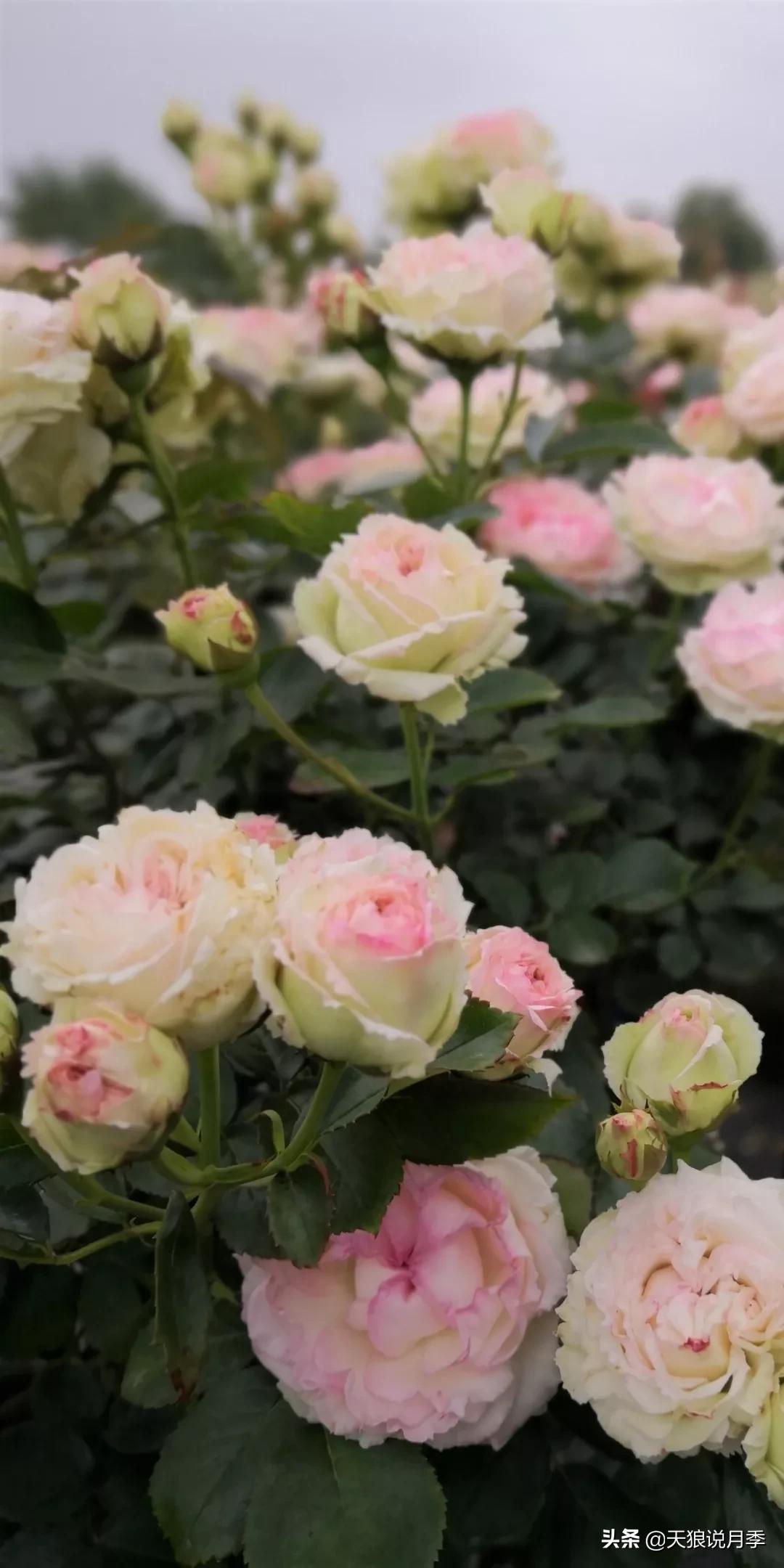 又一个十年,国产自育品种