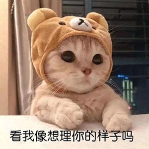 铲屎的,我感觉我不干净了