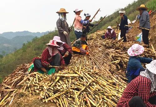 红糖蔗香,溆浦甘蔗手工熬制的红糖