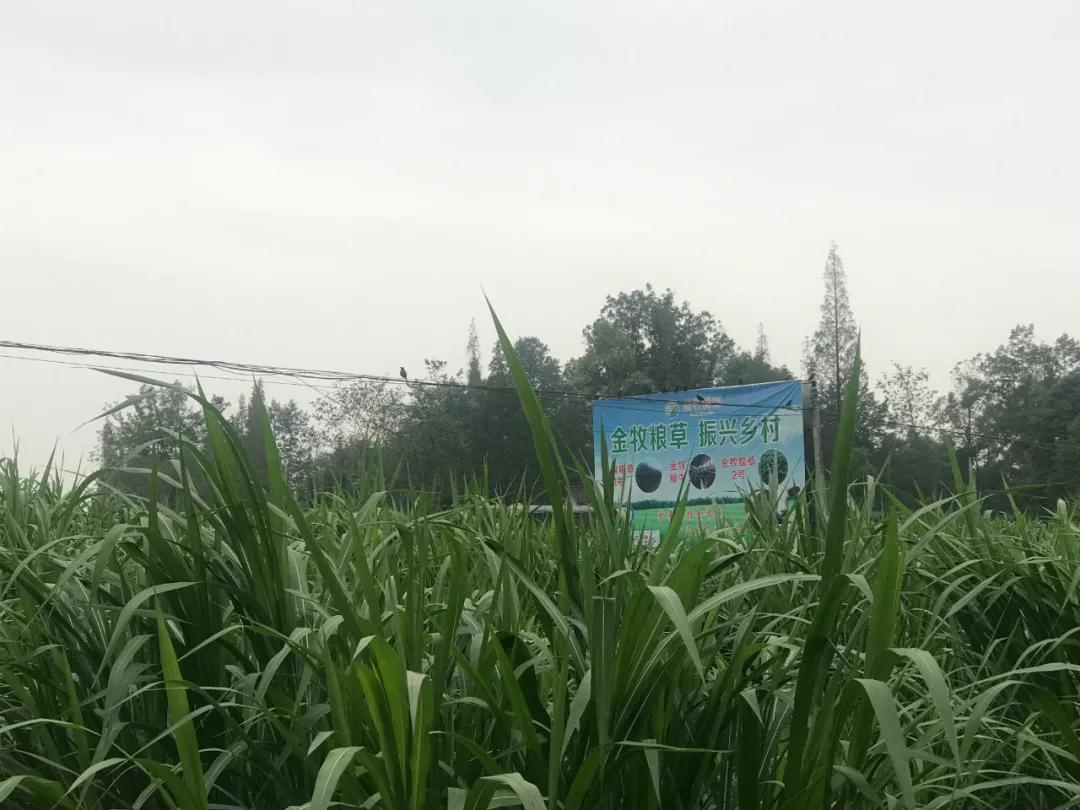 三农观察特稿｜金牧粮草承载“饲草皇后”的乡村振兴梦