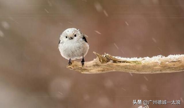 世界上十大很少见到的动物,世界上最受欢迎的动物排行榜