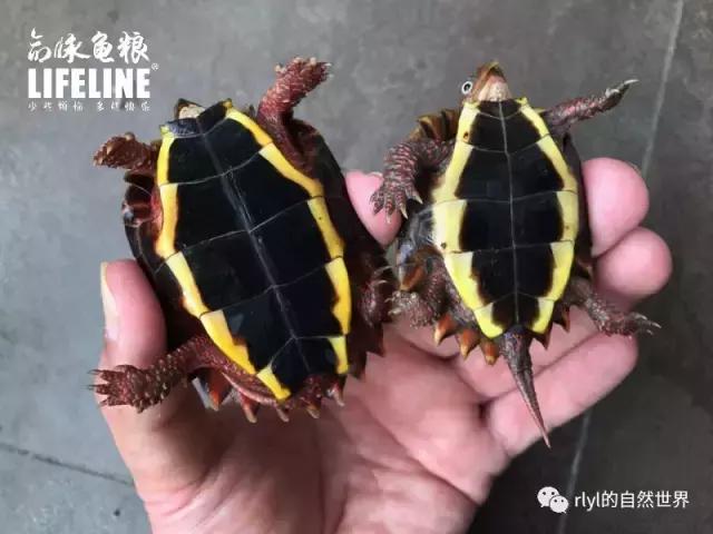 枫叶龟品种及图片大全,地龟和枫叶龟的区别