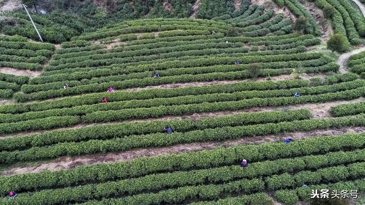 沅陵的人沈从文,沈从文湘西凤凰人