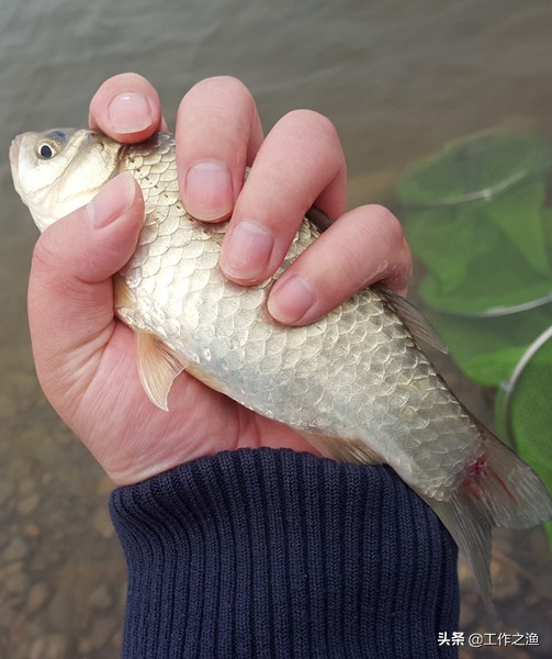 野钓的小鲫鱼能吃吗,尾巴有红线的鲫鱼能吃吗