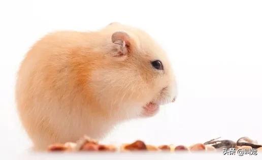 仓鼠的内部器官长什么样,仓鼠的身体器官长什么样