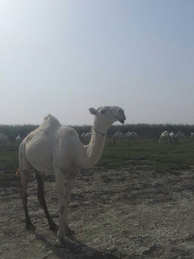 绉戝▉鐗圭湡瀹炵殑鐢熸椿,涓浗浜哄湪绉戝▉鐗圭殑鐪熷疄鐢熸椿