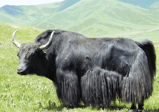 营养成分比较高的牛奶,比较接近母乳的牛奶